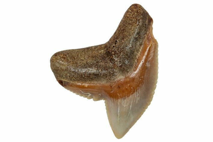 Fossil Tiger Shark Tooth (Galeocerdo) - Angola #259463